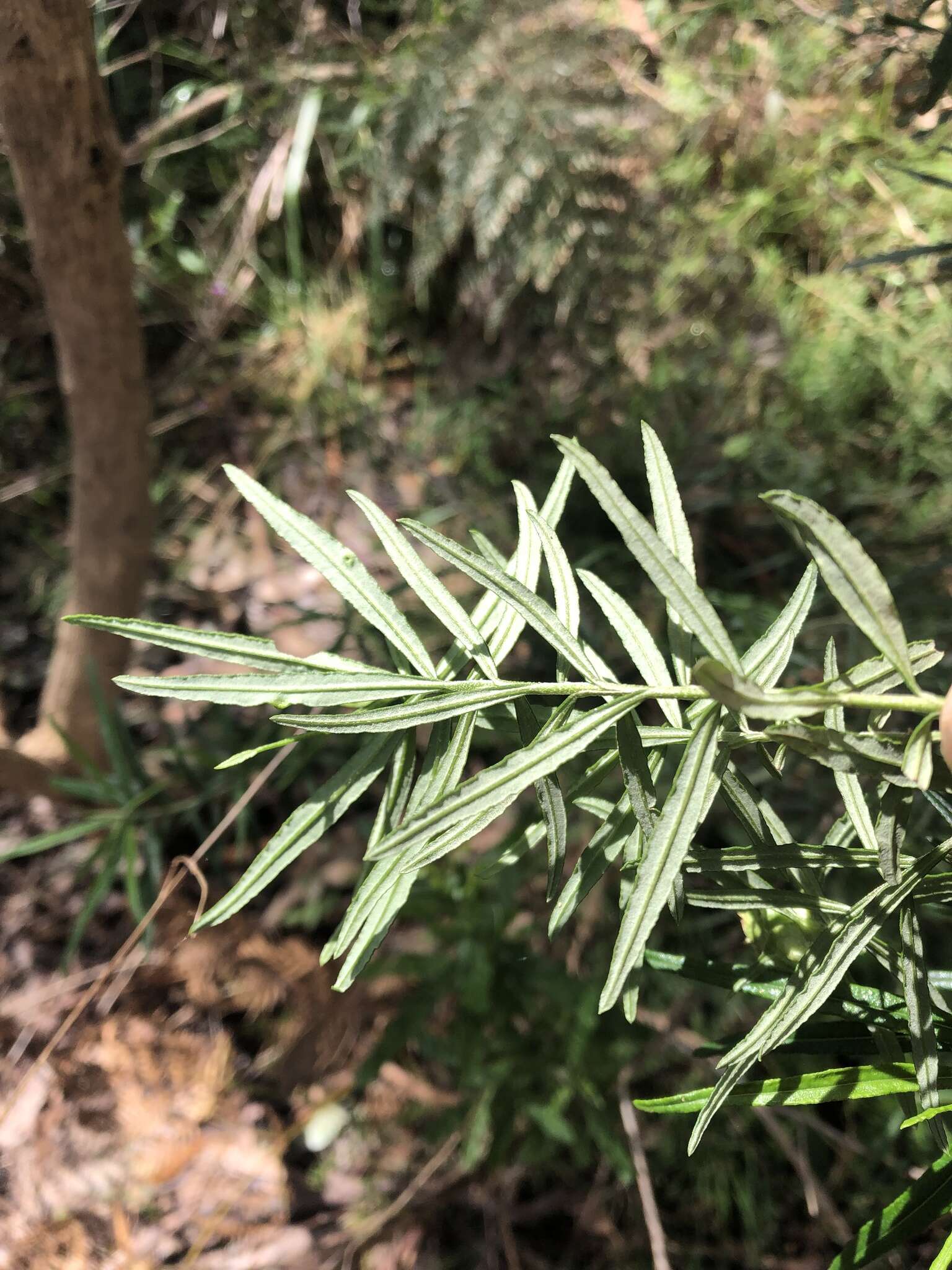 Ozothamnus argophyllus (A. Cunn. ex DC.) A. A. Anderberg resmi