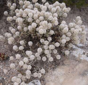 Image of Ptilotus obovatus (Gaudich.) F. Müll.