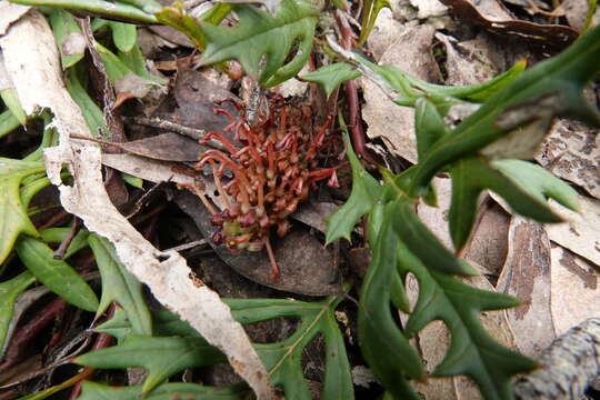 Image of Grevillea obtecta W. M. Molyneux