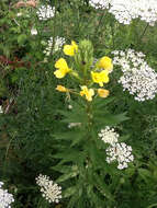 Imagem de Oenothera biennis L.