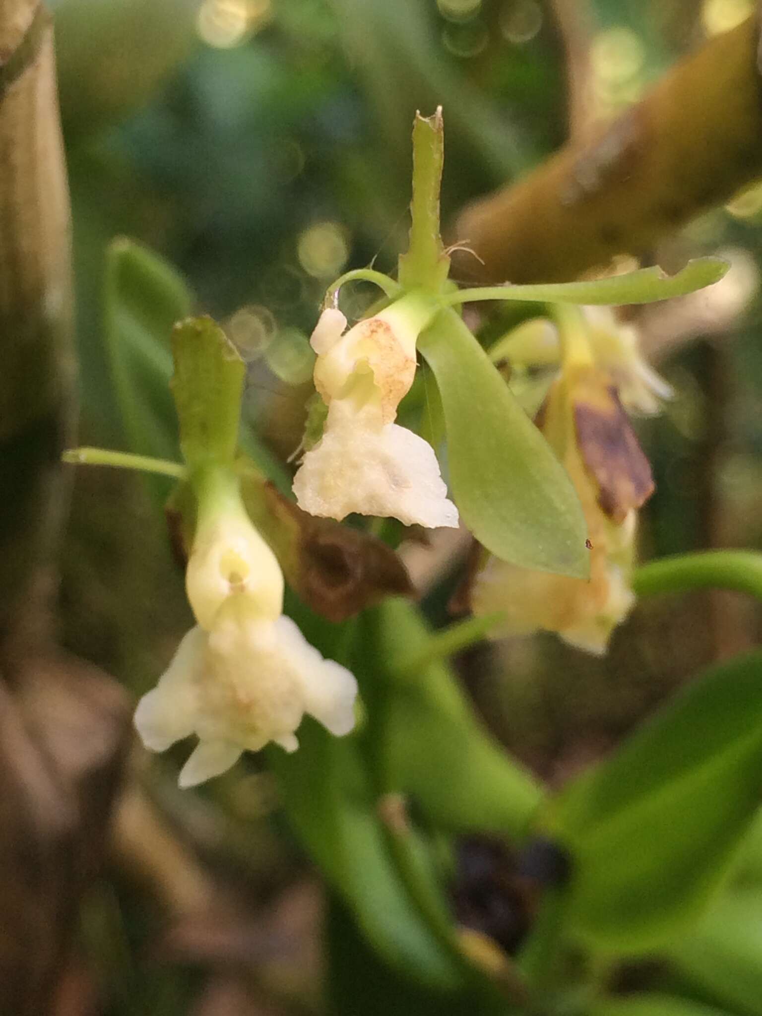 Image de Epidendrum hassleri Cogn.