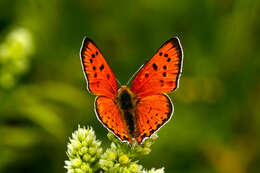 Image de Lycaena asabinus (Herrich-Schäffer (1851))