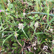 Image of dotseed plantain