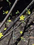 Image of twocarpel dwarf-flax