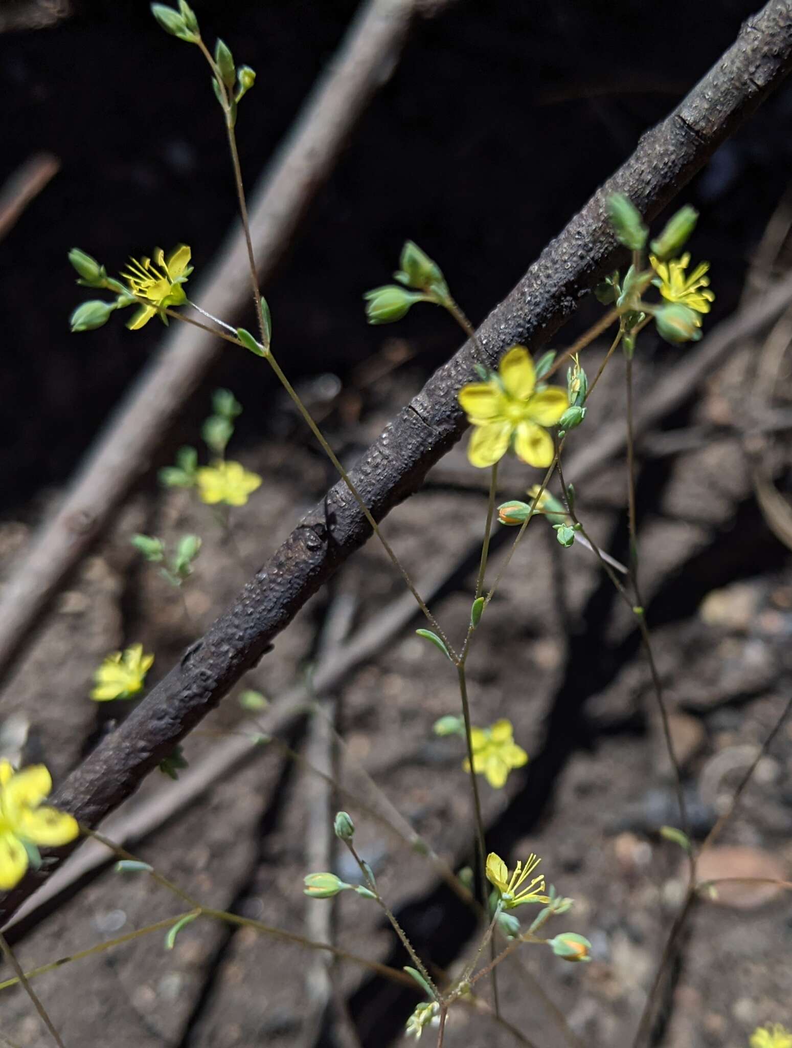 Image of twocarpel dwarf-flax