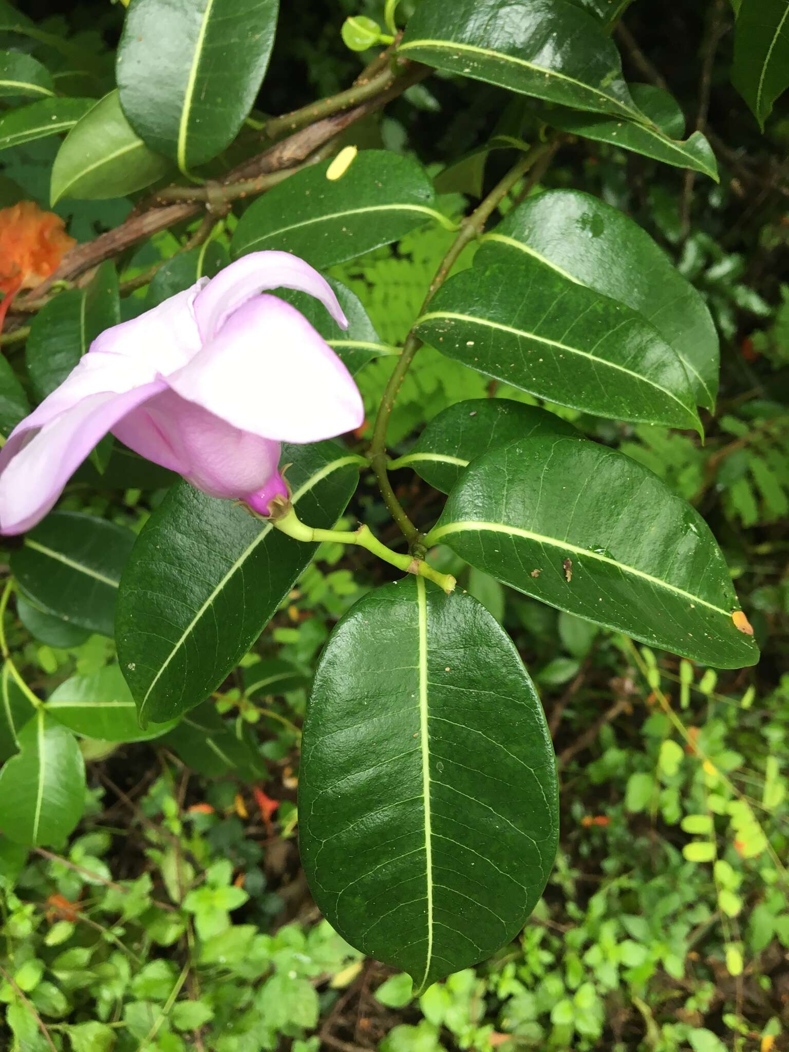 Imagem de Cryptostegia madagascariensis Boj.