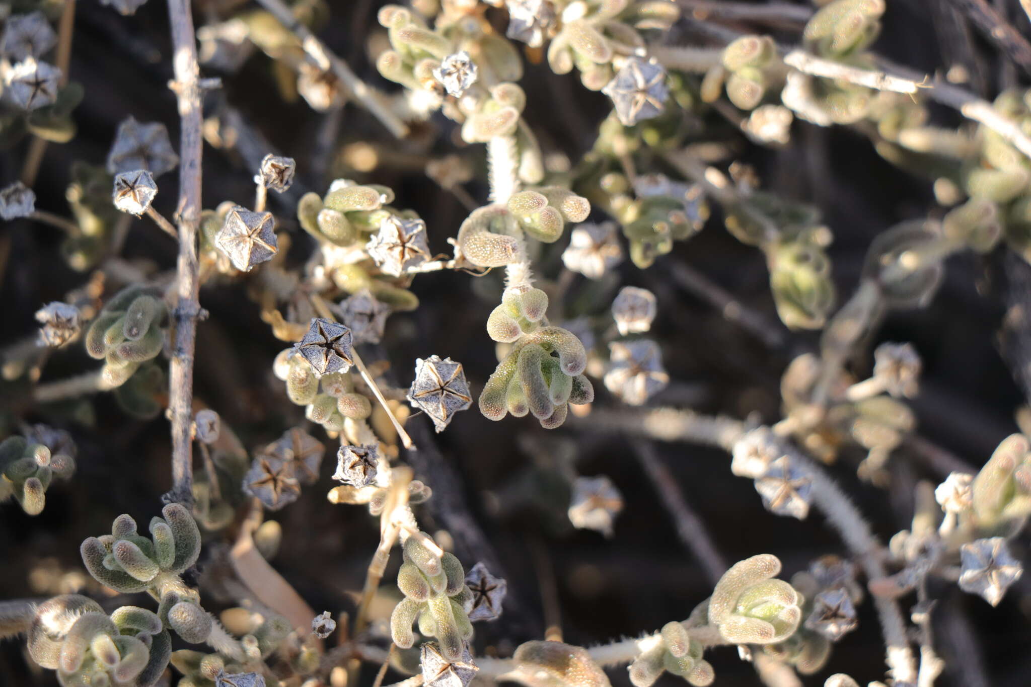 Imagem de Drosanthemum archeri L. Bol.