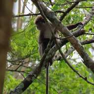 Image of Phayre's Langur