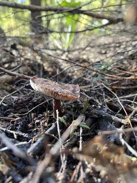 Image of Rhodocollybia purpurata (G. Stev.) J. A. Cooper 2014