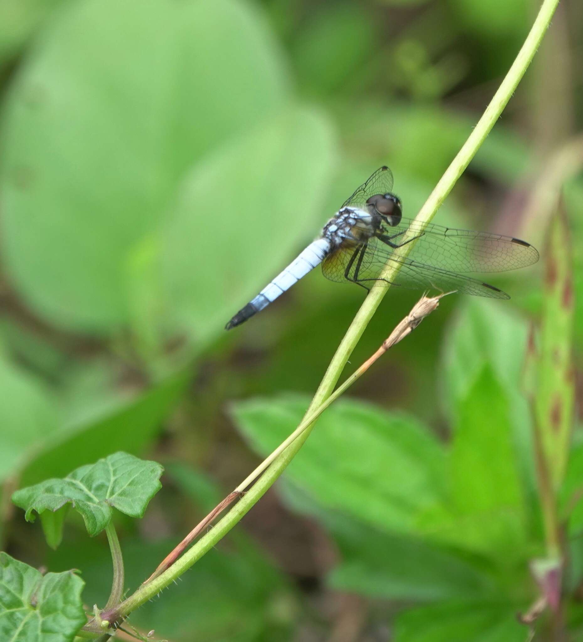 Слика од Aethriamanta gracilis (Brauer 1878)