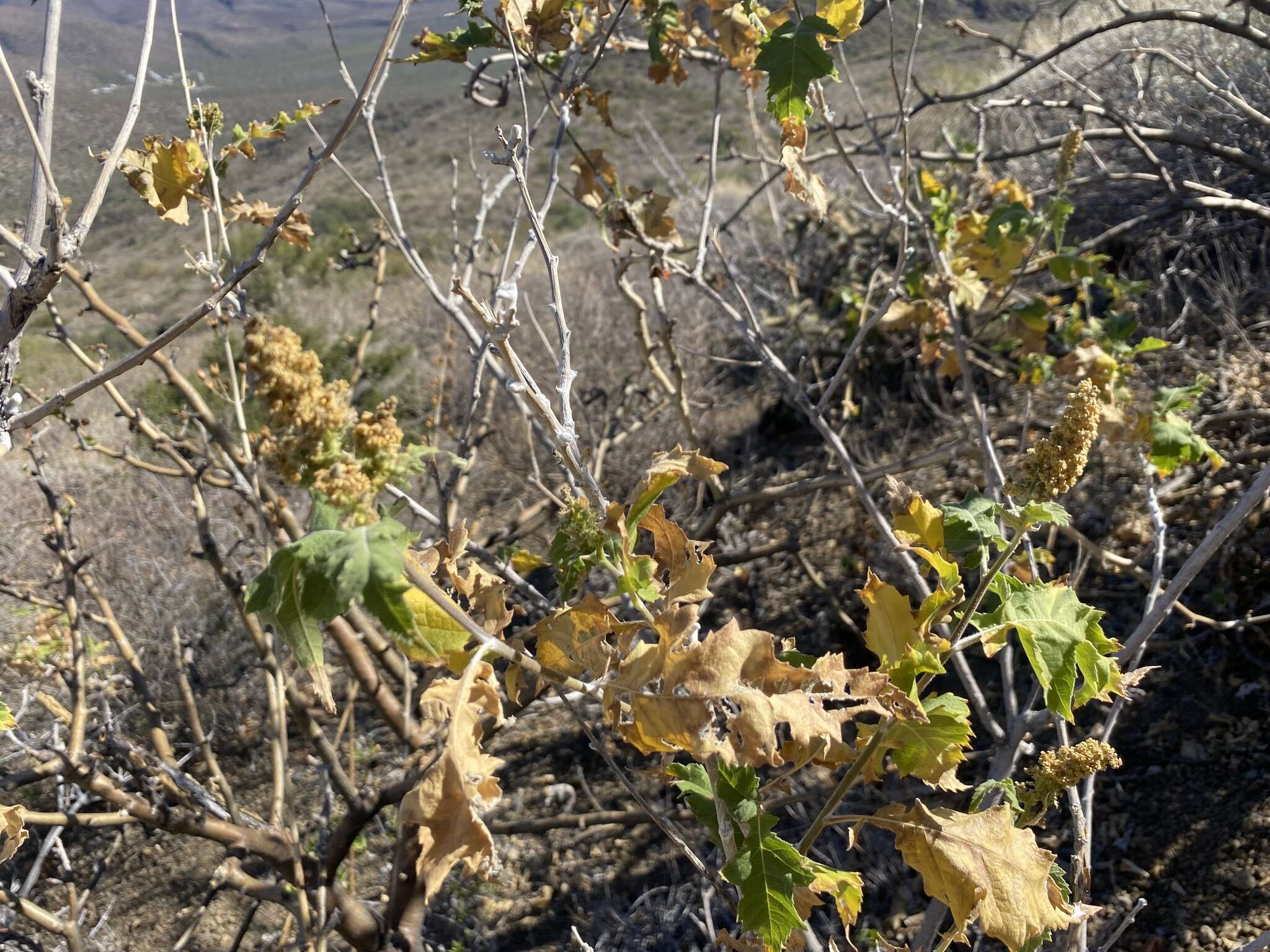 Image of Ambrosia carduacea (Greene) Payne