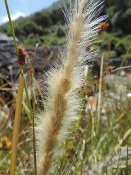 Image de Polypogon tenuis Brongn.