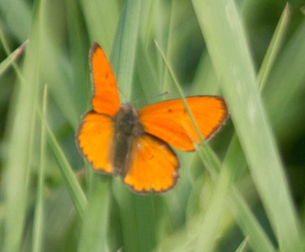 Image of Lycaena dispar rutilus (Werneburg 1864)