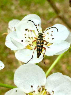 Image of Zebra Longhorn