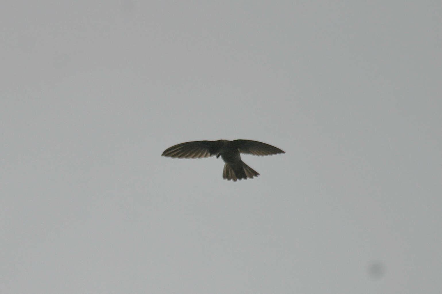 Image of Uniform Swiftlet