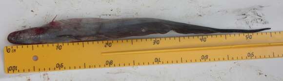 Image of aba knifefish