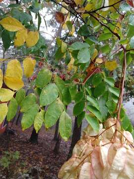 Image of <i>Koelreuteria bipinnata</i> var. <i>integrifoliola</i>