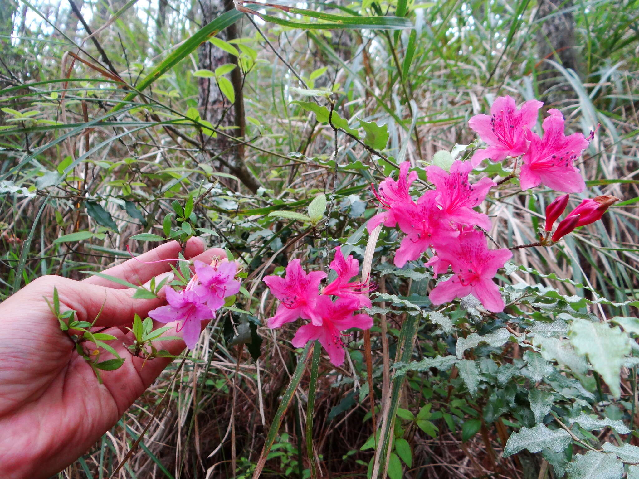 Image of Rhododendron breviperulatum Hayata