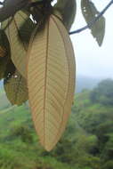 Image of Miconia elata (Sw.) DC.