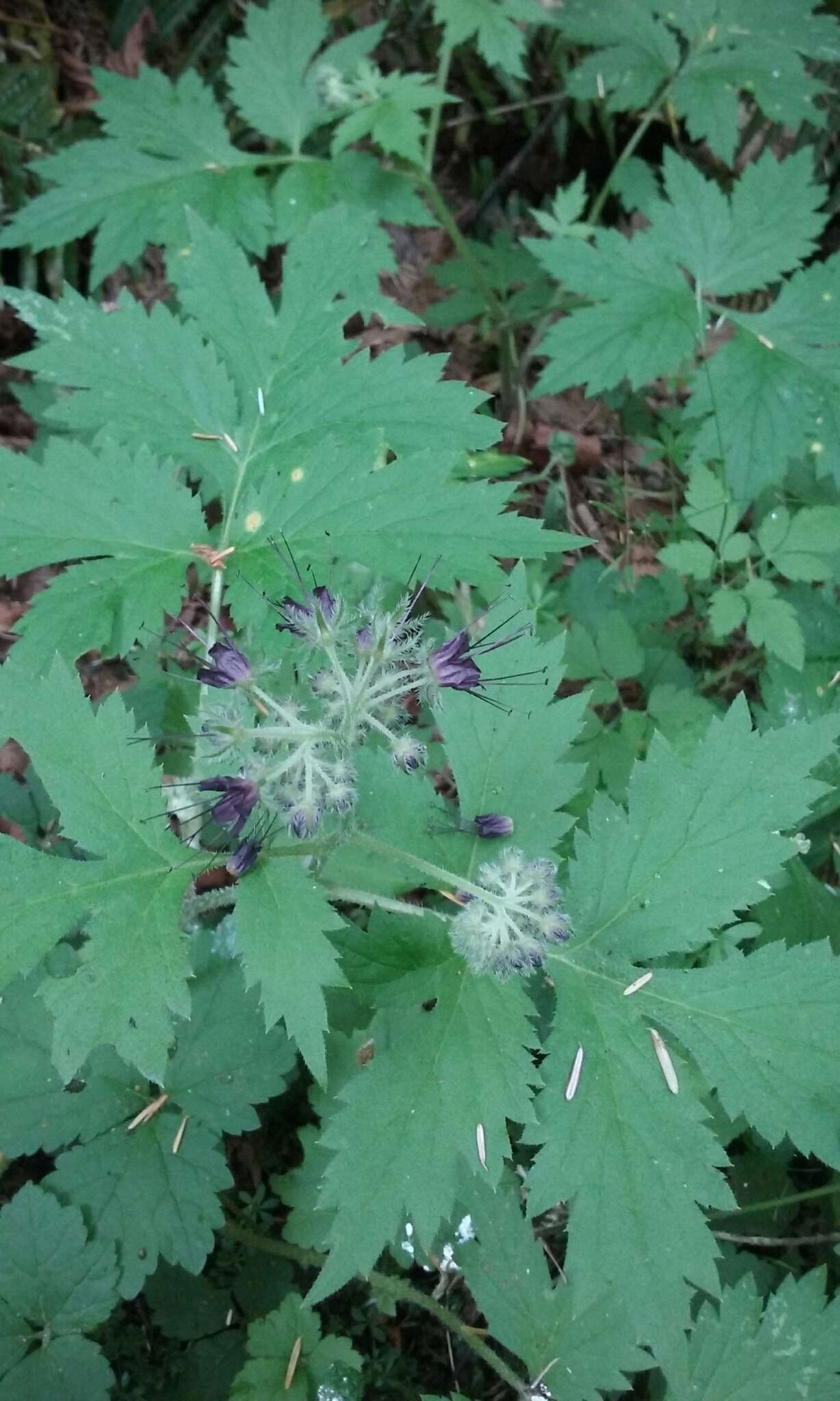 Image de Hydrophyllum tenuipes A. A. Heller