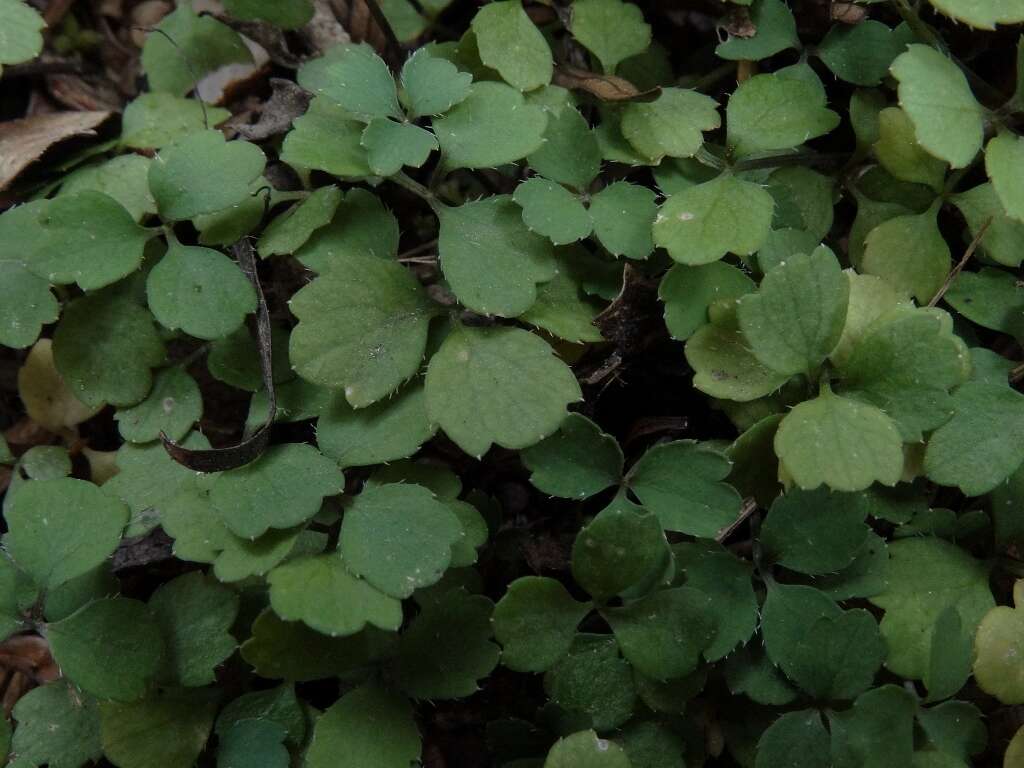 Image of Azorella hookeri Drude