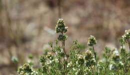 Image of Thymus capitellatus Hoffmanns. & Link