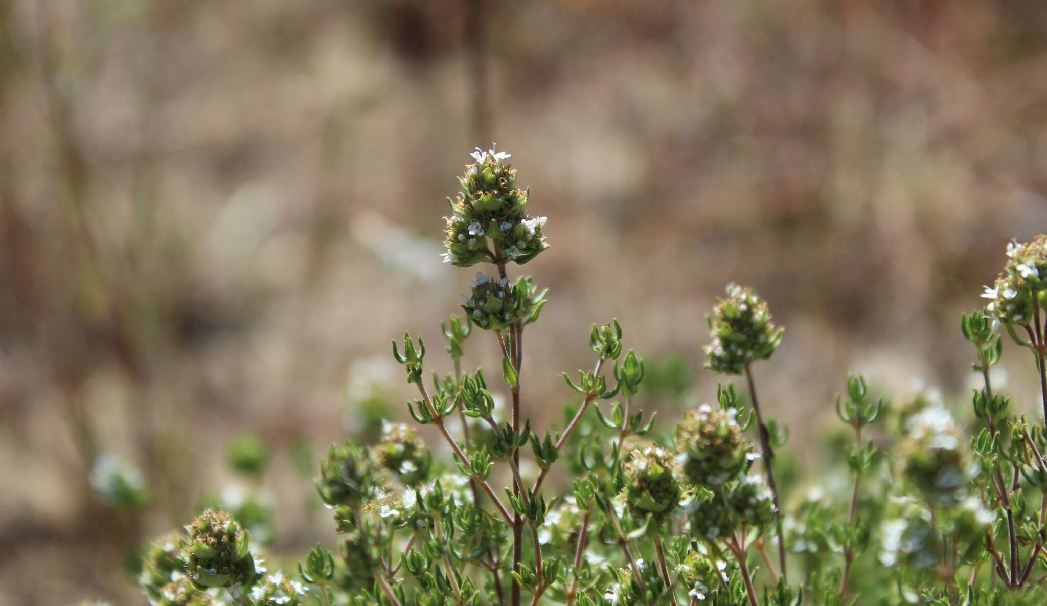 Image of Thymus capitellatus Hoffmanns. & Link