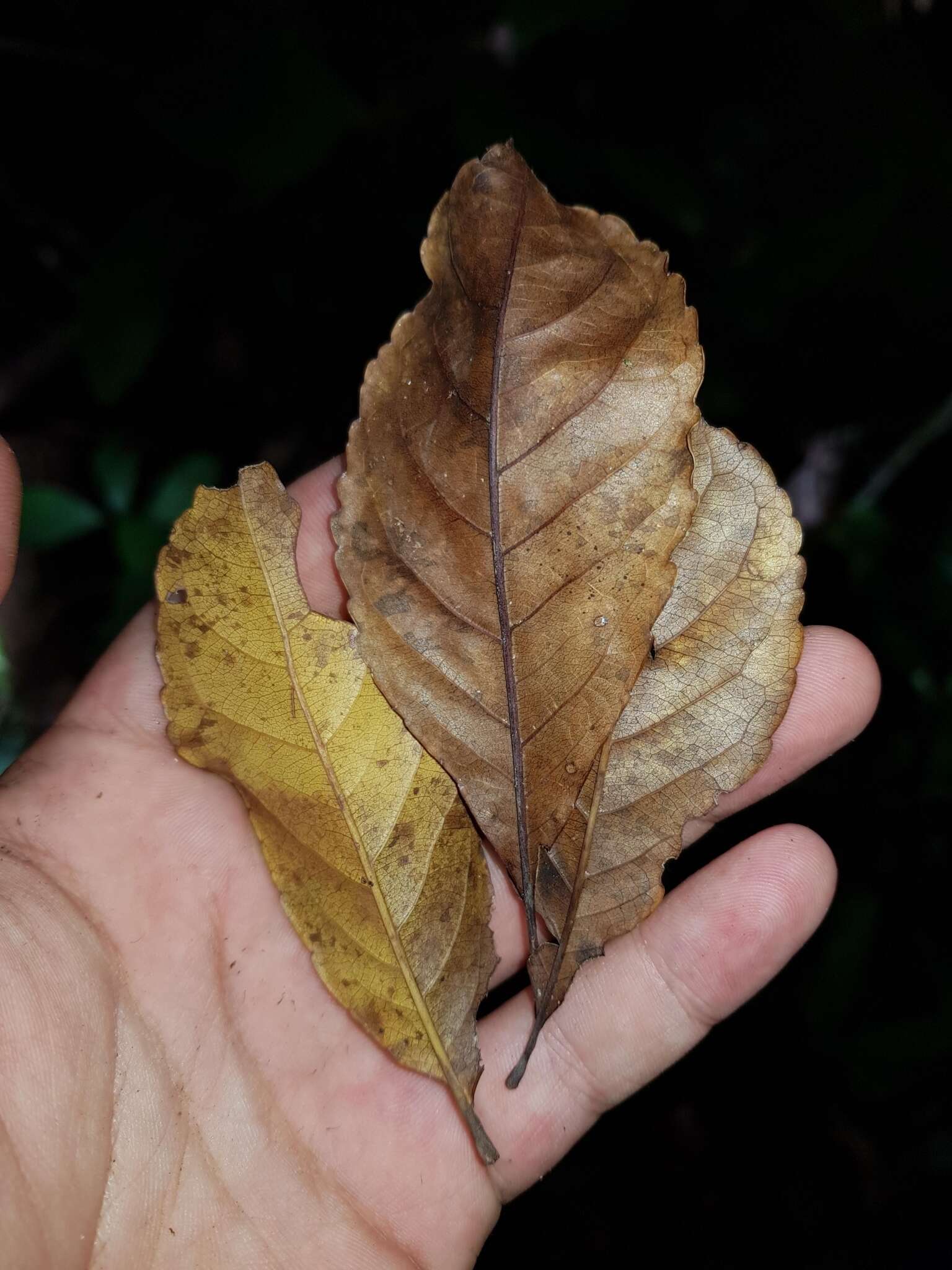 Image of Anthodiscus chocoensis Prance