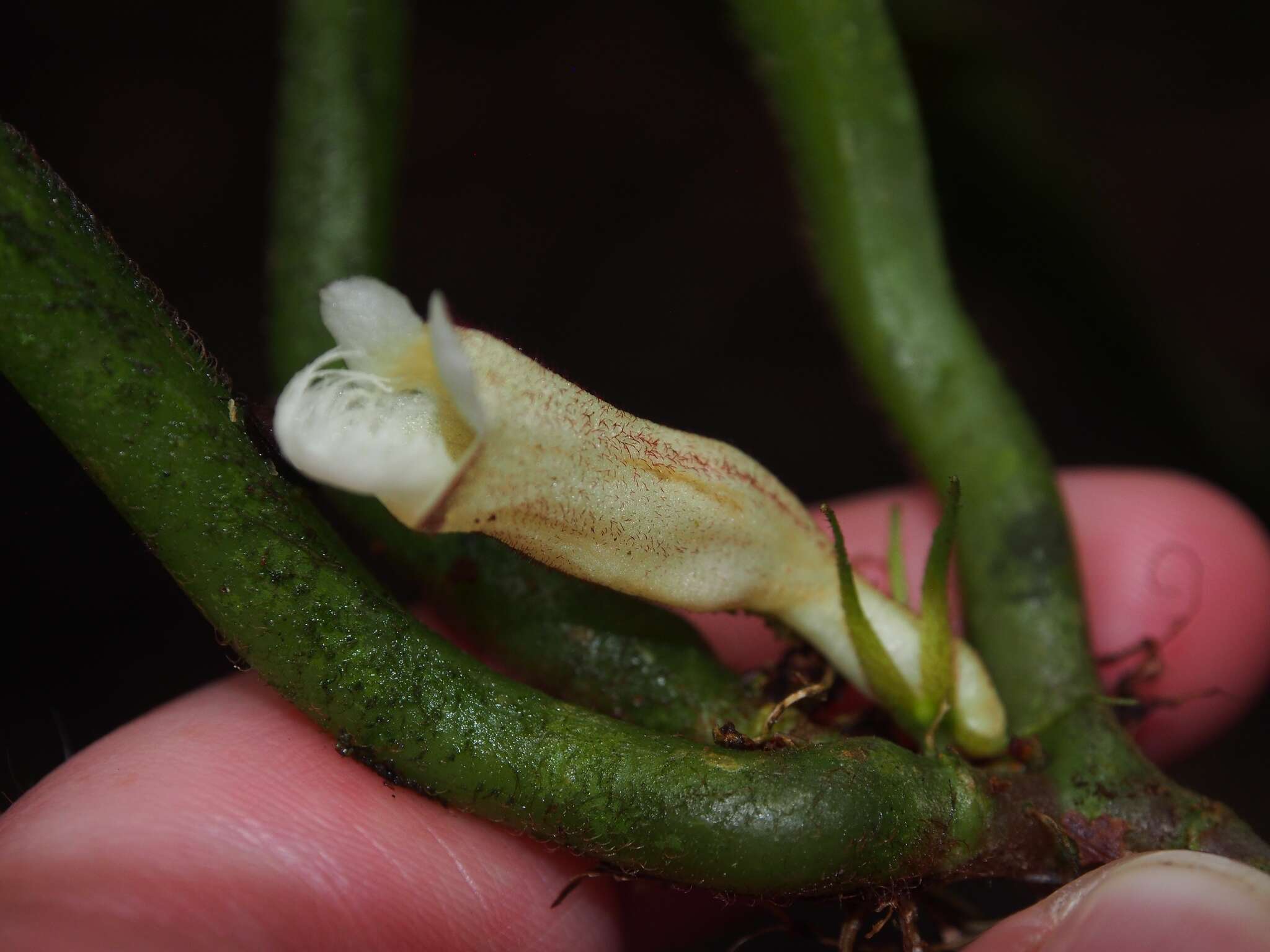 Image of Paradrymonia ciliosa (Mart.) Wiehler