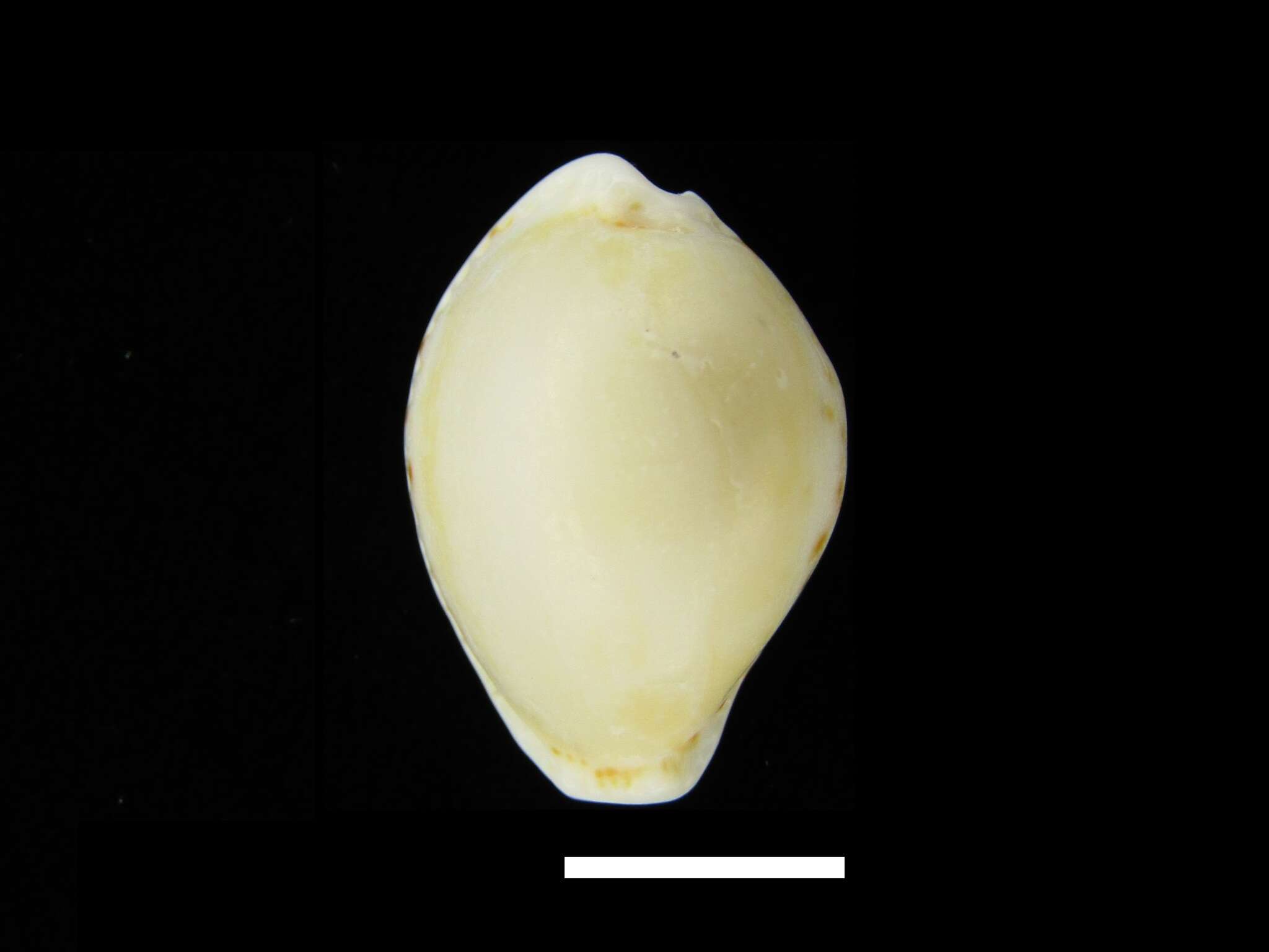 Image of separated cowry (from spurca and gangranosa)