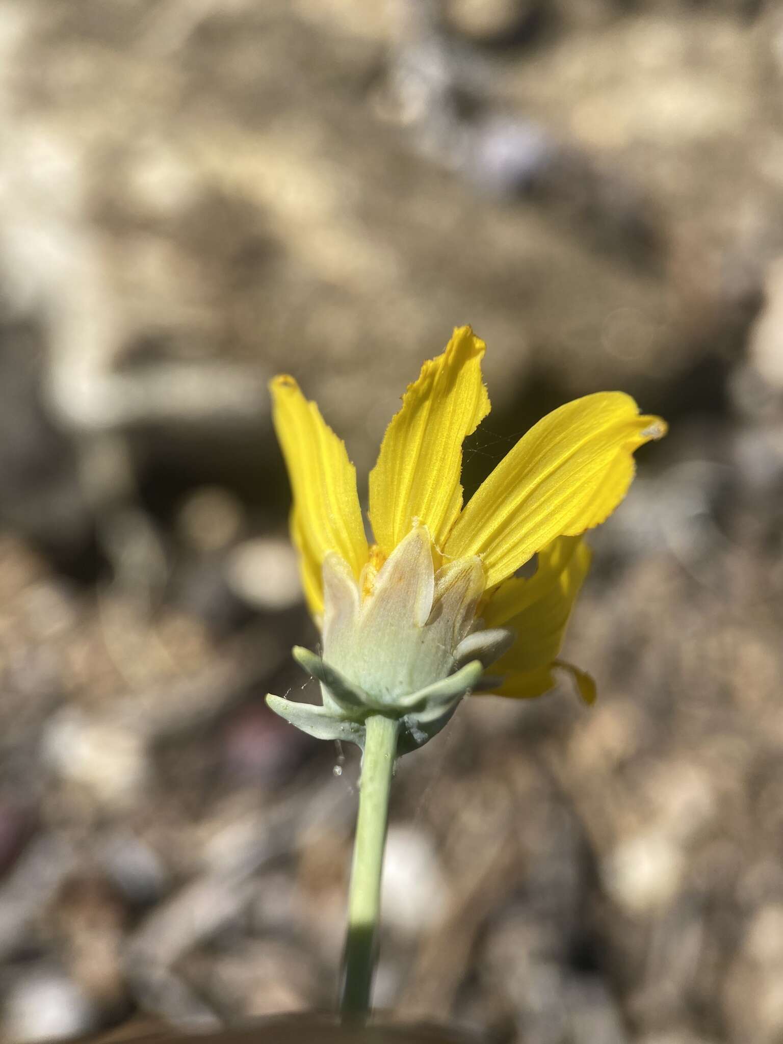 Image de Thelesperma subnudum A. Gray