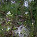 Image of Eremogone congesta var. lithophila (Rydberg) Dorn