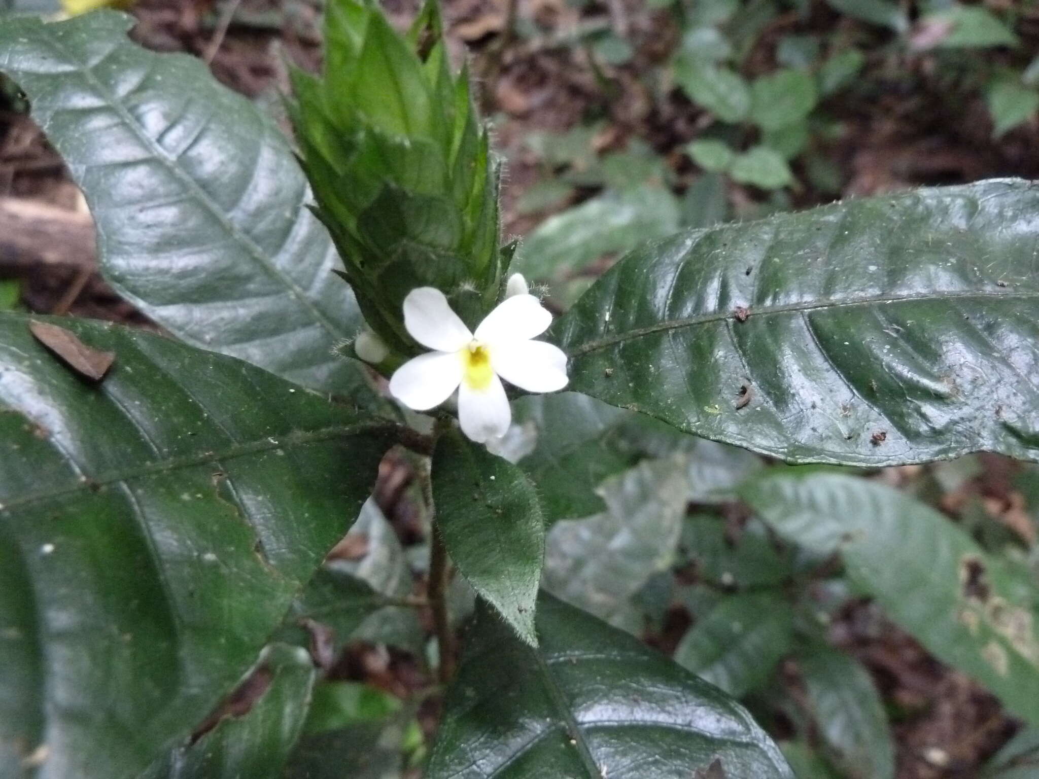 Lankesteria brevior C. B. Cl. resmi