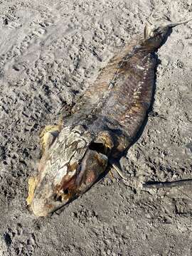 Image of White Sturgeon