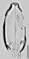 Image of Caloneis amphisbaena