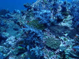 Image of Black-belt hogfish