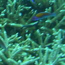 Image of Orange-back wrasse