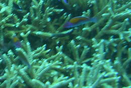 Image of Orange-back wrasse