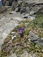 Image of Campanula tridentata Schreb.