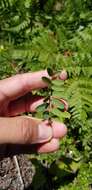 Image of Cooper's milkvetch