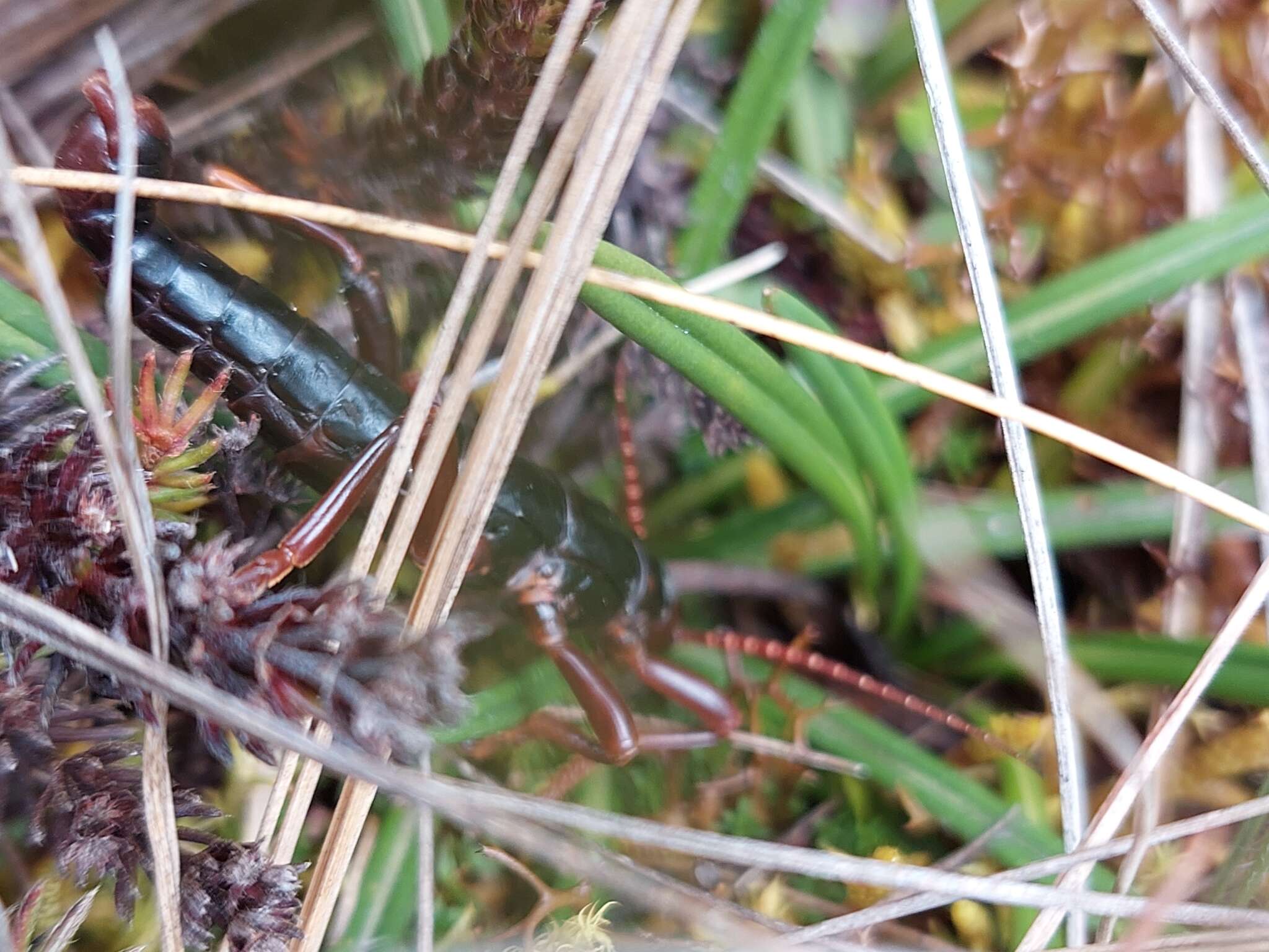 Image of Monticomorpha semele (Westwood 1859)