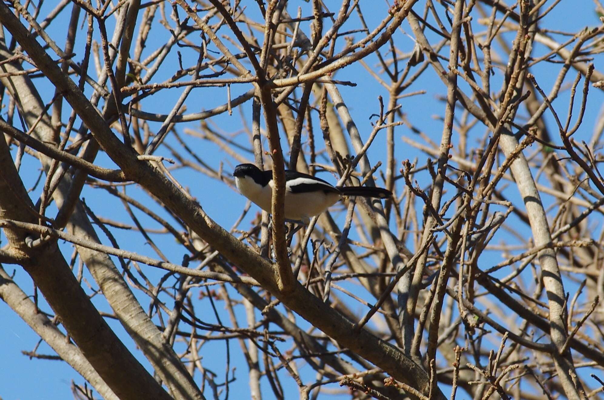 Image of Tropical Boubou