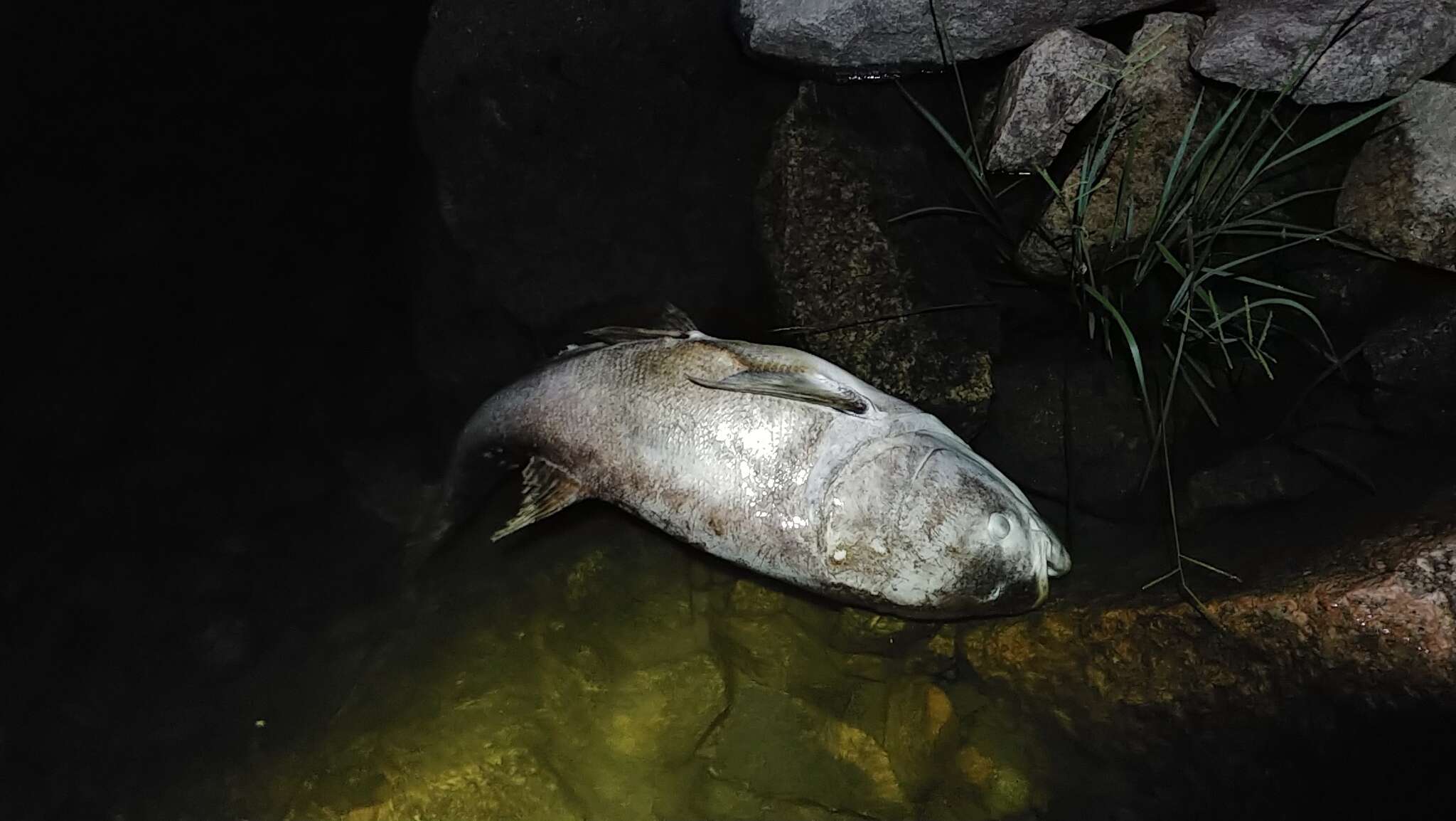 Image of silver carp