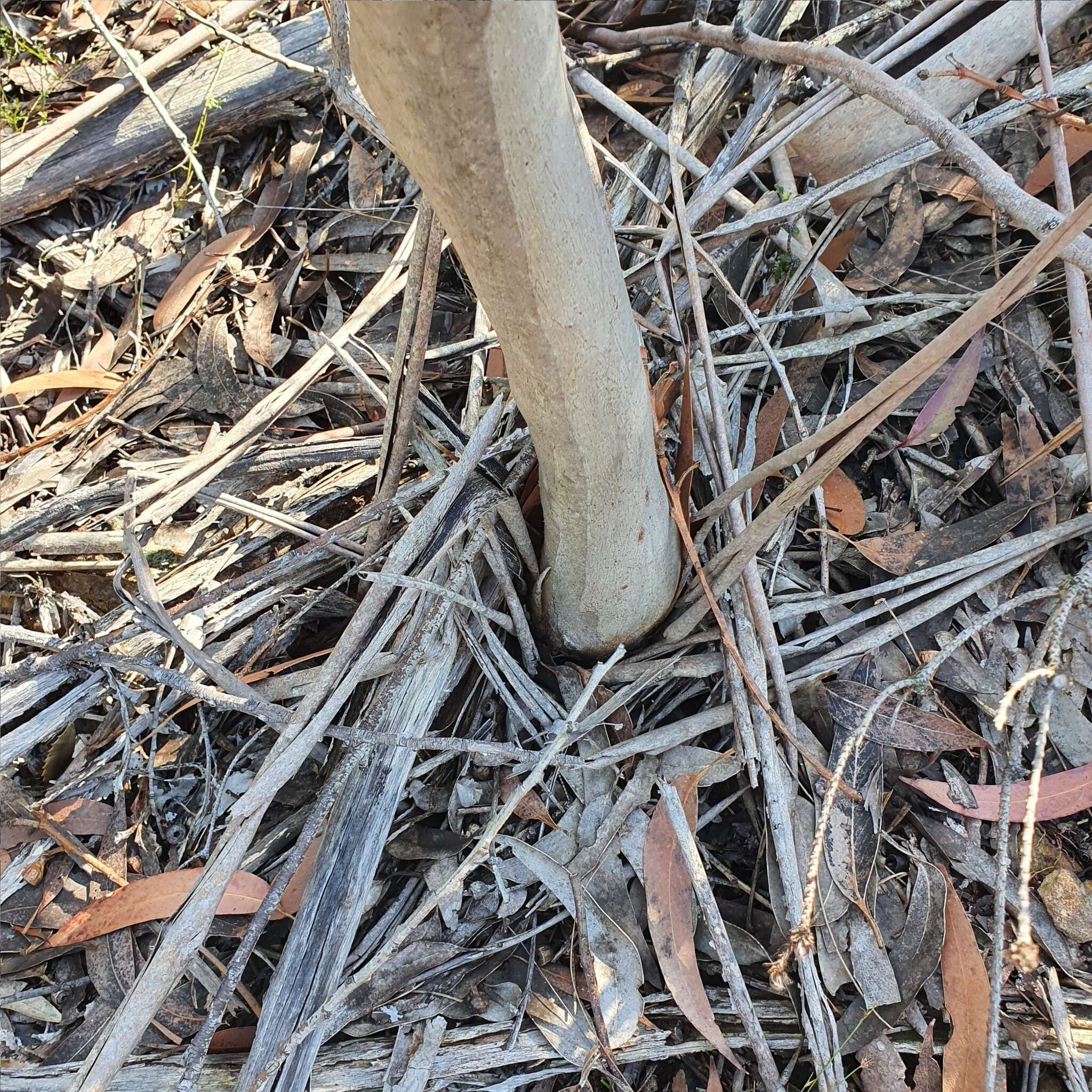 Image of yellow-top mallee-ash