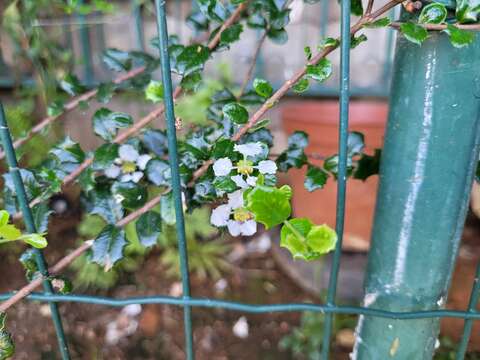 Image of Dwarf Holly