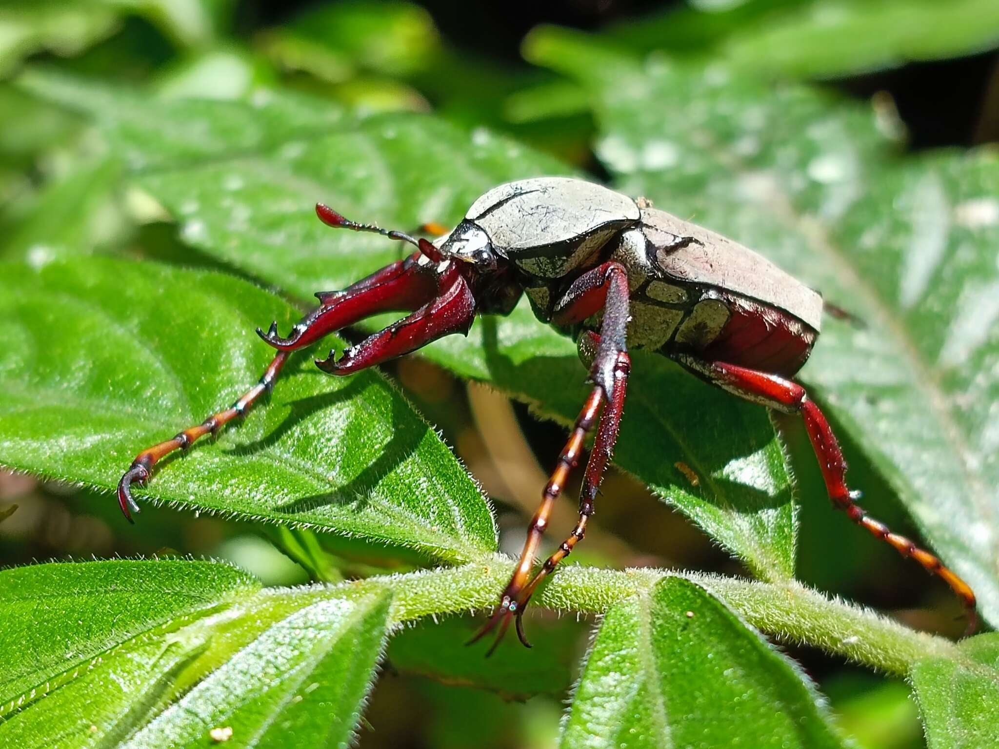 Imagem de Dicronocephalus bourgoini Pouillaude 1914