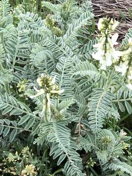 Image of Drummond's milkvetch