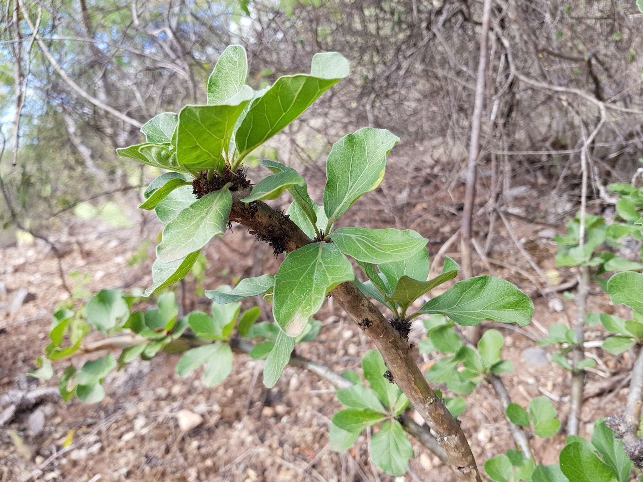 Image of Jatropha neopauciflora Pax