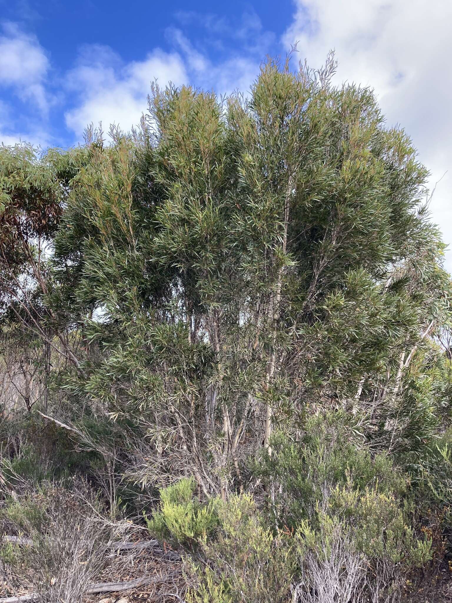 Image of Kangaroo Island Narrow-leaf Mallee