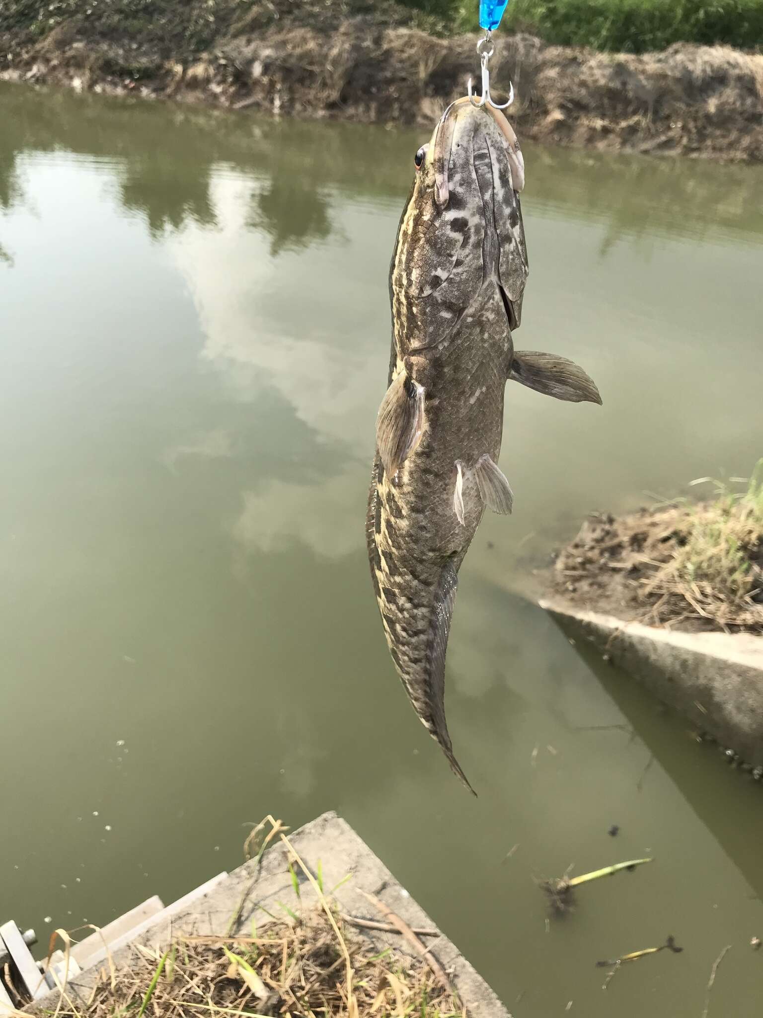 Image of Blotched snakehead